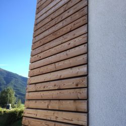 Austrian larch image