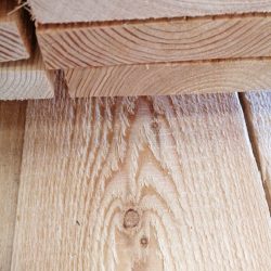 austrian larch_1