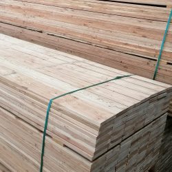 austrian larch_3
