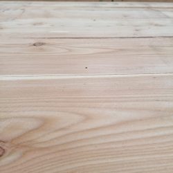 austrian larch_4